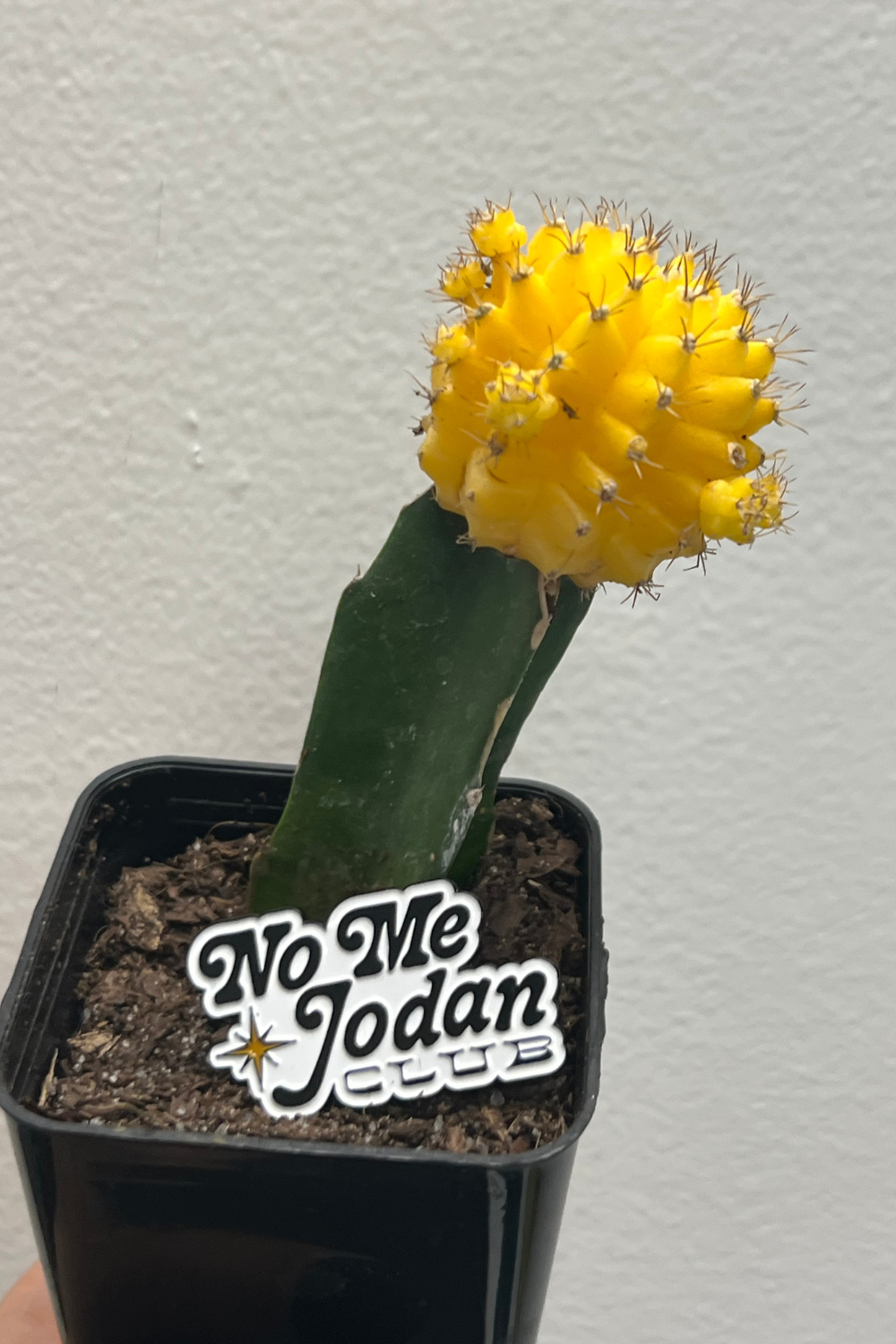 Enamel Pin